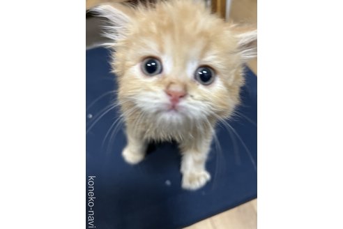 成約済の群馬県のスコティッシュフォールド-96074の1枚目