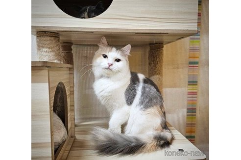 たまみちゃん1枚目