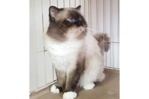 レンくん1枚目