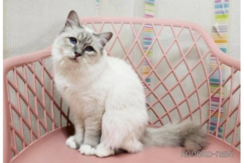 小町ちゃん1枚目