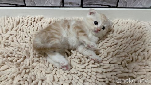 成約済の福岡県のマンチカン-99010の5枚目
