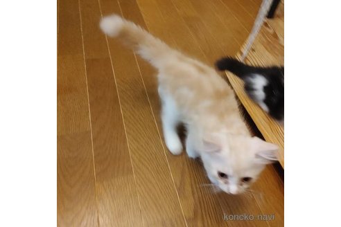 販売中の香川県のマンチカン-99051の2枚目