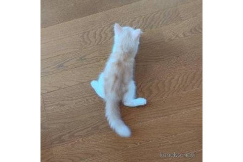 販売中の香川県のマンチカン-99051の3枚目