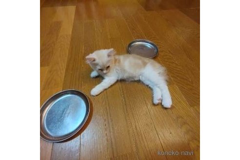 販売中の香川県のマンチカン-99051