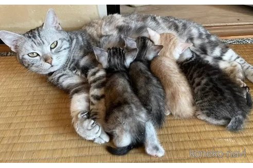 成約済の栃木県のアメリカンショートヘア-99056の4枚目