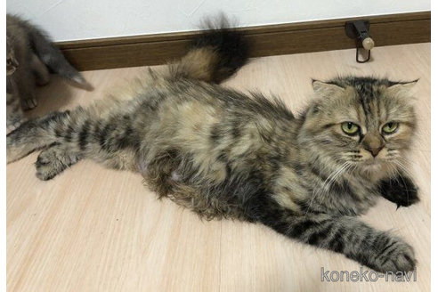 リノスちゃん1枚目