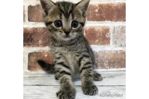 成約済の千葉県のスコティッシュフォールド-99062