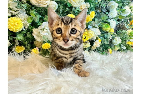 成約済の愛媛県のベンガル-99087の5枚目