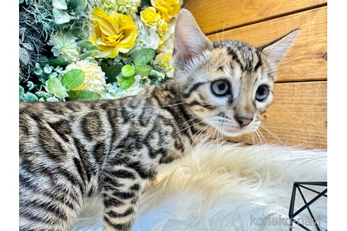 成約済の愛媛県のベンガル-99087の3枚目
