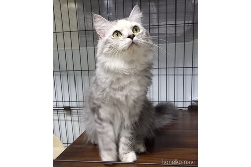 さきちゃん1枚目