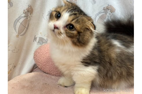成約済の香川県のマンチカン(短足)-99108の4枚目