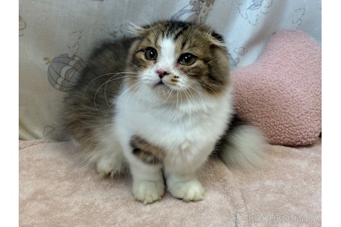 成約済の香川県のマンチカン(短足)-99108の2枚目