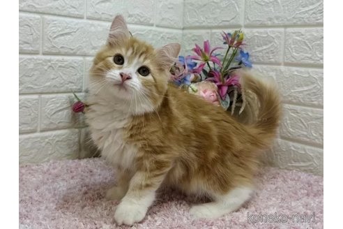 成約済の東京都のラガマフィン-99113の4枚目