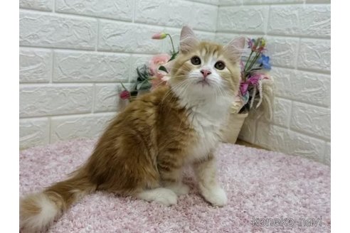 成約済の東京都のラガマフィン-99113の5枚目