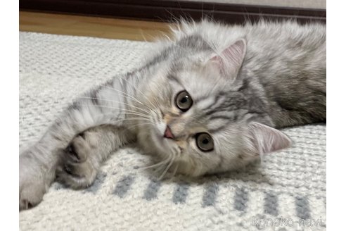 成約済の愛知県のミヌエット-85375の5枚目