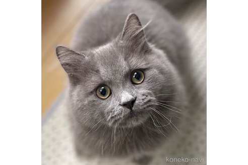 成約済の愛知県のミヌエット-85373の4枚目