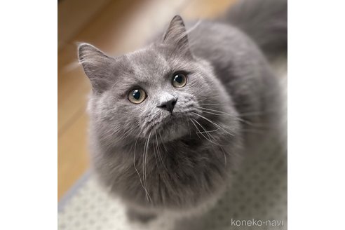 成約済の愛知県のミヌエット-85373の3枚目