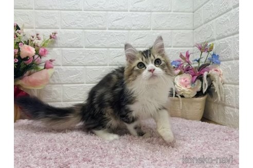 成約済の東京都のマンチカン-99114の3枚目