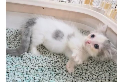 成約済の千葉県のマンチカン(短足)-99121の4枚目