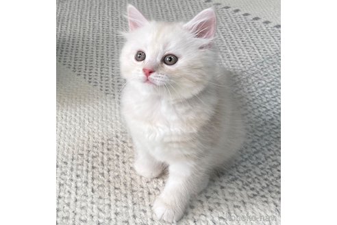 成約済の愛知県のミヌエット-95964の15枚目