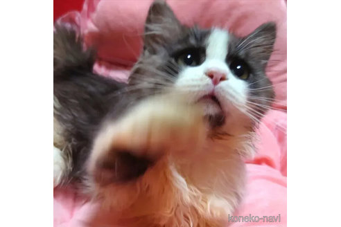 成約済の愛知県のミヌエット(短足)-99164の1枚目