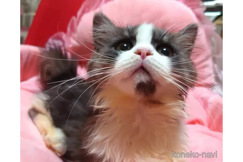 成約済の愛知県のミヌエット(短足)-99164の5枚目