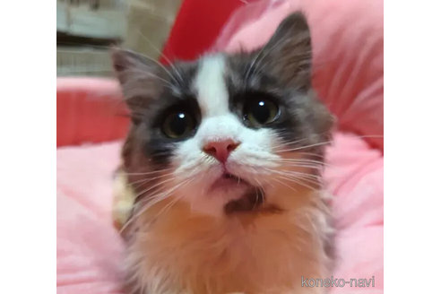 成約済の愛知県のミヌエット(短足)-99164の2枚目