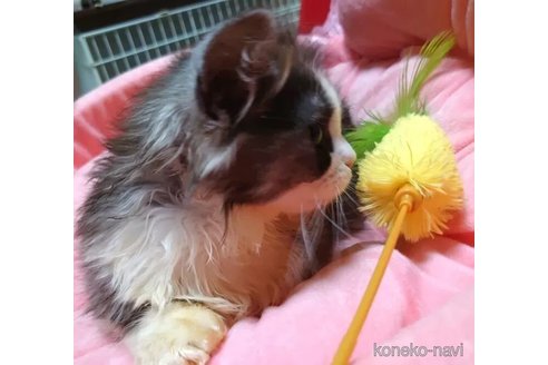 成約済の愛知県のミヌエット(短足)-99164の3枚目