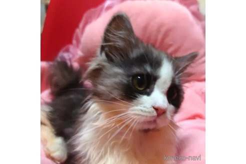 成約済の愛知県のミヌエット(短足)-99164の4枚目