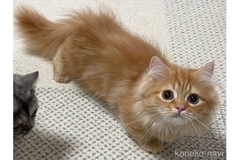 成約済の愛知県のミヌエット(短足)-93348の2枚目