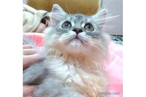 商談中の愛知県のペルシャ(チンチラ)-99168