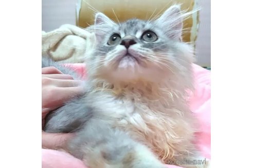 成約済の愛知県のペルシャ(チンチラ)-99168の2枚目