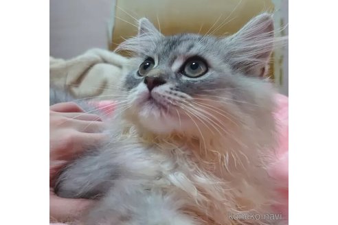 成約済の愛知県のペルシャ(チンチラ)-99168の3枚目