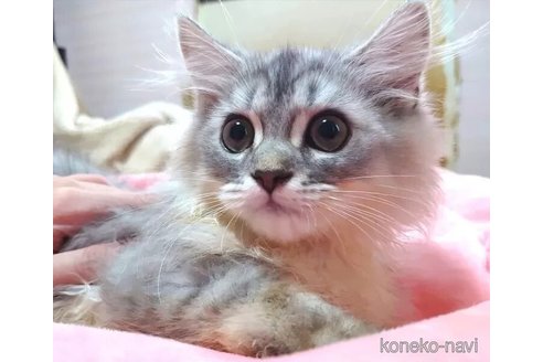 成約済の愛知県のペルシャ(チンチラ)-99168の4枚目