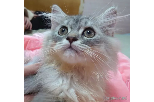 成約済の愛知県のペルシャ(チンチラ)-99168の5枚目