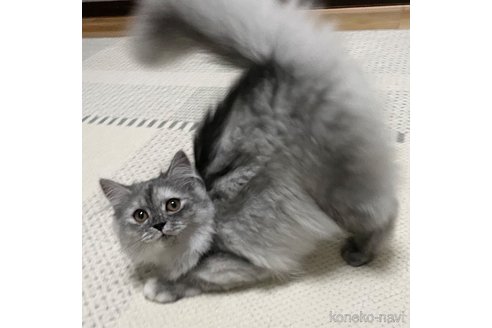成約済の愛知県のミヌエット-88313の8枚目