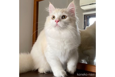 成約済の愛知県のミヌエット-82304の6枚目