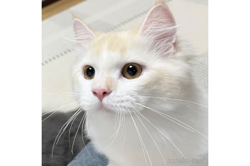 成約済の愛知県のミヌエット-82304の1枚目
