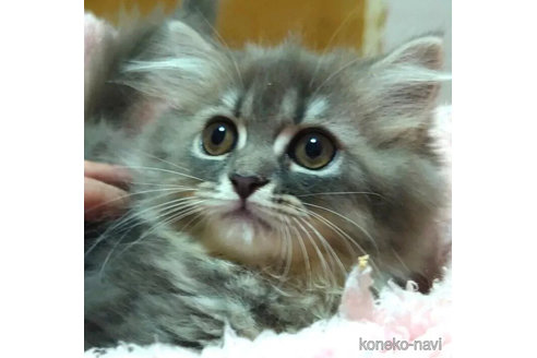 商談中の愛知県のペルシャ(チンチラ)-99169