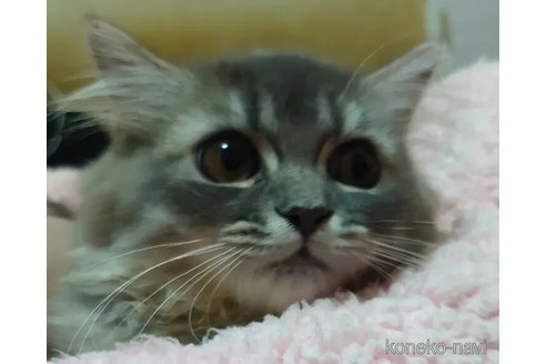 成約済の愛知県のペルシャ(チンチラ)-99169の4枚目