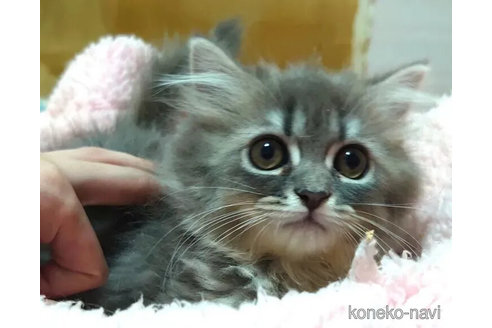 成約済の愛知県のペルシャ(チンチラ)-99169の5枚目