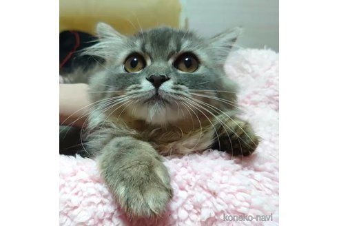 成約済の愛知県のペルシャ(チンチラ)-99169の2枚目