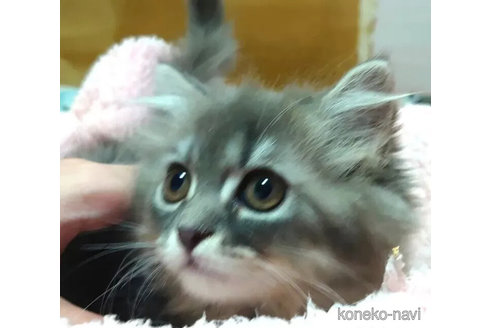 成約済の愛知県のペルシャ(チンチラ)-99169の3枚目