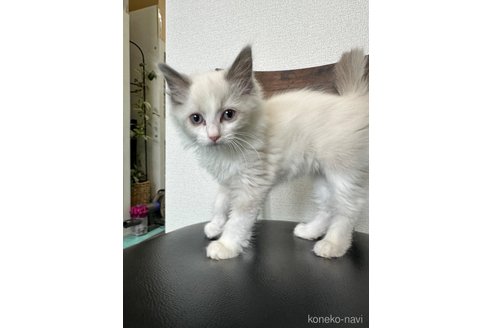 成約済の愛知県のラグドール-99198の2枚目