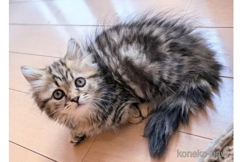 成約済の埼玉県のミヌエット(短足)-99200の2枚目