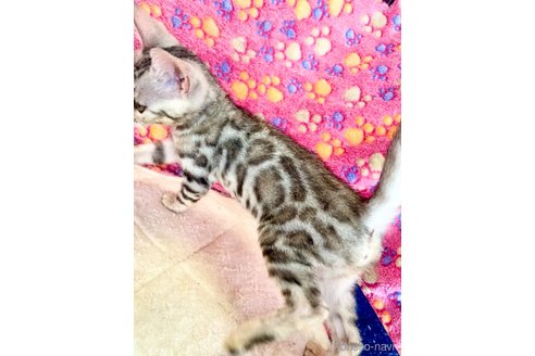 成約済の静岡県のベンガル-93749の5枚目