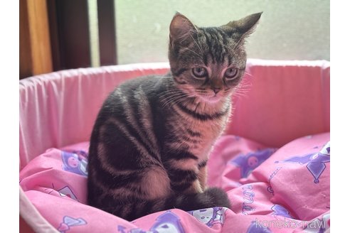 成約済の千葉県のスコティッシュフォールド-92232の3枚目