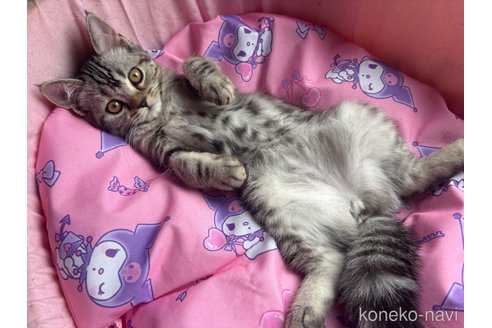 成約済の千葉県のスコティッシュフォールド-92233の5枚目