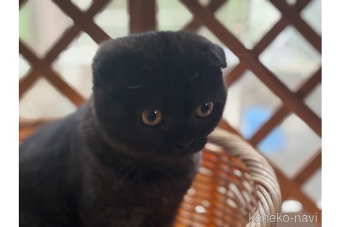 成約済の千葉県のスコティッシュフォールド(折れ耳)-90151の11枚目