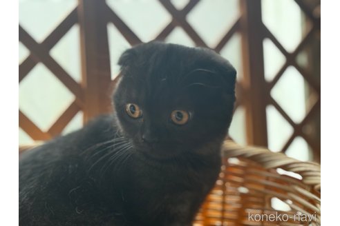成約済の千葉県のスコティッシュフォールド(折れ耳)-90151の10枚目